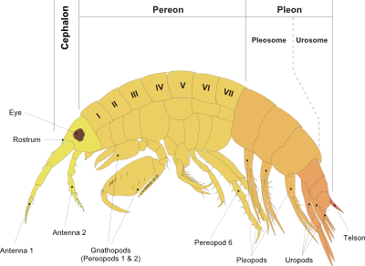 amphipod