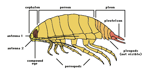 isopod